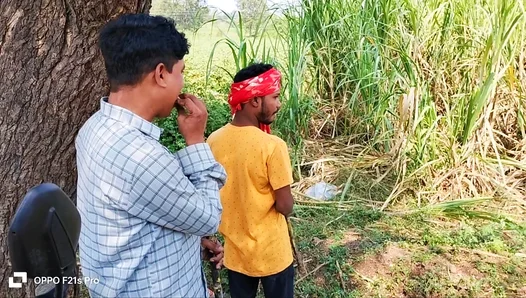 Steamy Sugar Cane Threesome: Farmers Muscular Body Entices City Lover Amidst Indias Lush