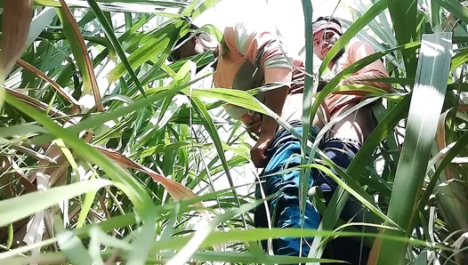 Forbidden Field Affair: Scorching Desi Lust Ignites Between Two Men – Gay Hindi Desire 18+