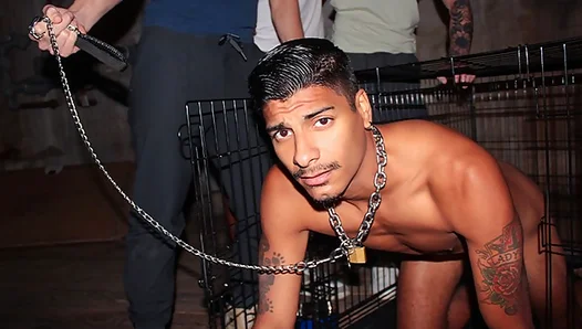 Apollos Frat Hazing Escalates: Caged Boys Desperate Plea for More Rear Action – 18+